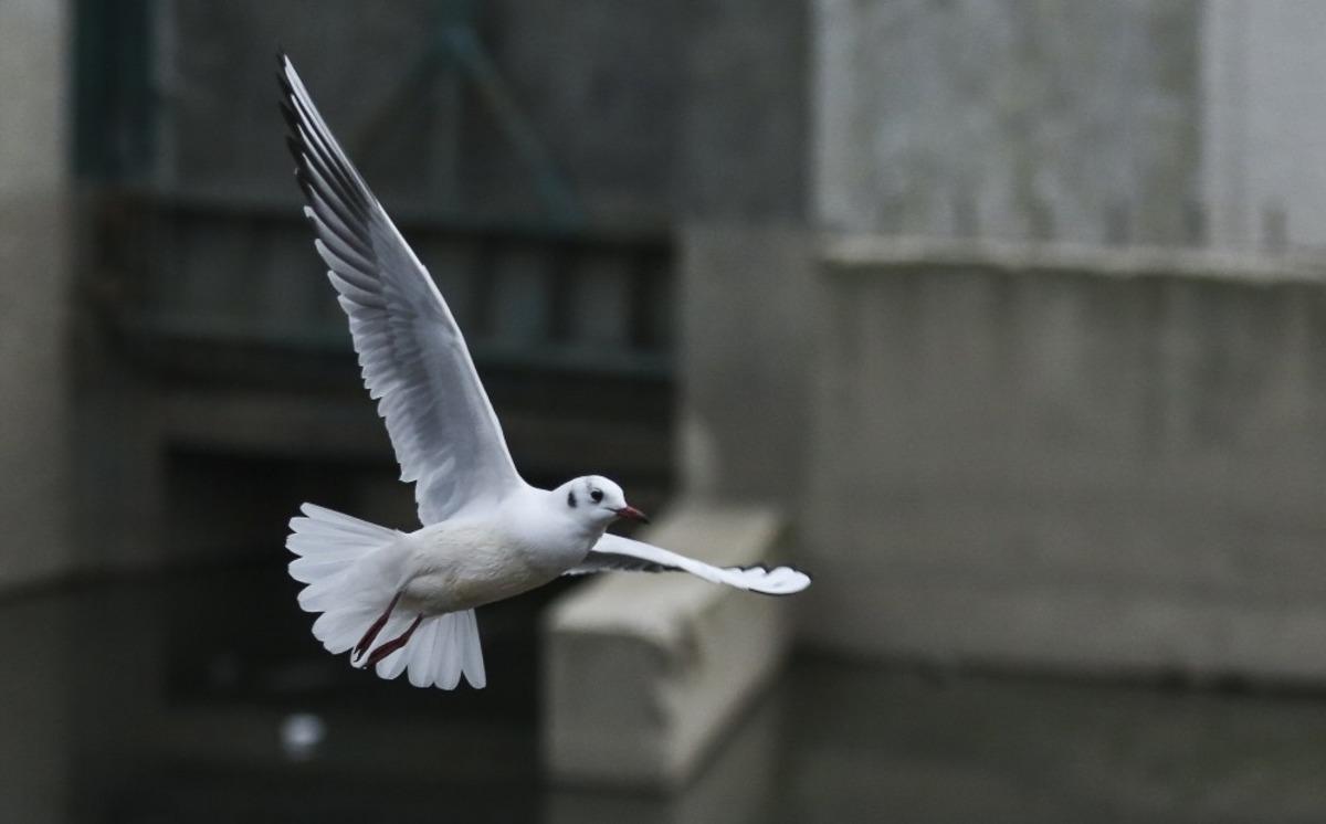 (&Ouml;zel) Başkent Ankara&rsquo;nın martıları