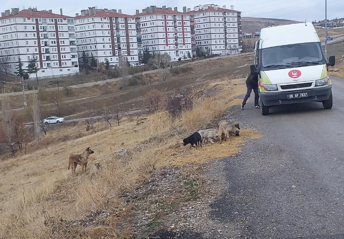 Ke&ccedil;i&ouml;ren&rsquo;de sokak canlıları unutulmuyor