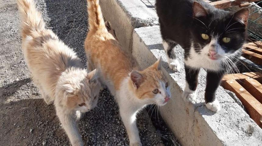 Tedavi altındaki can dostlar iyileşiyor