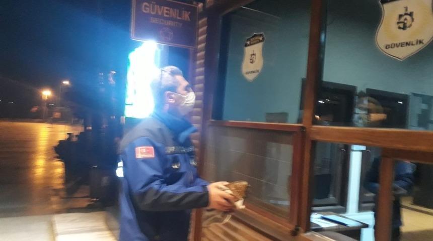 Zabıta yaralı halde bulduğu baykuşa yardım etti