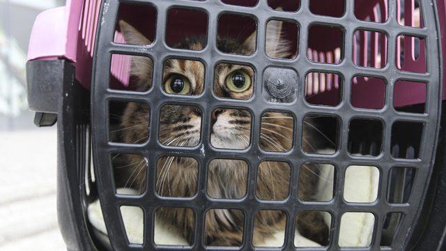 'Kedi virüs bulaştırıyor' açıklaması, hayvanseverleri tedirgin etti