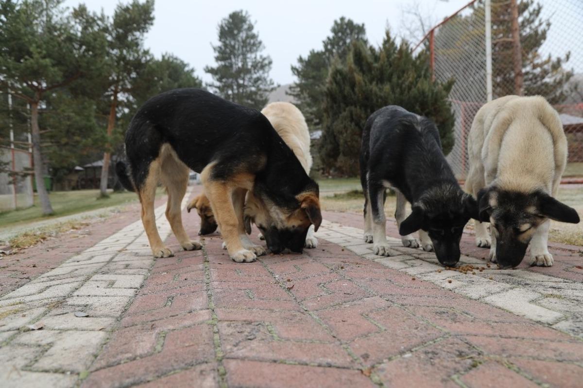 Sivas&rsquo;ta sokak hayvanları unutulmadı