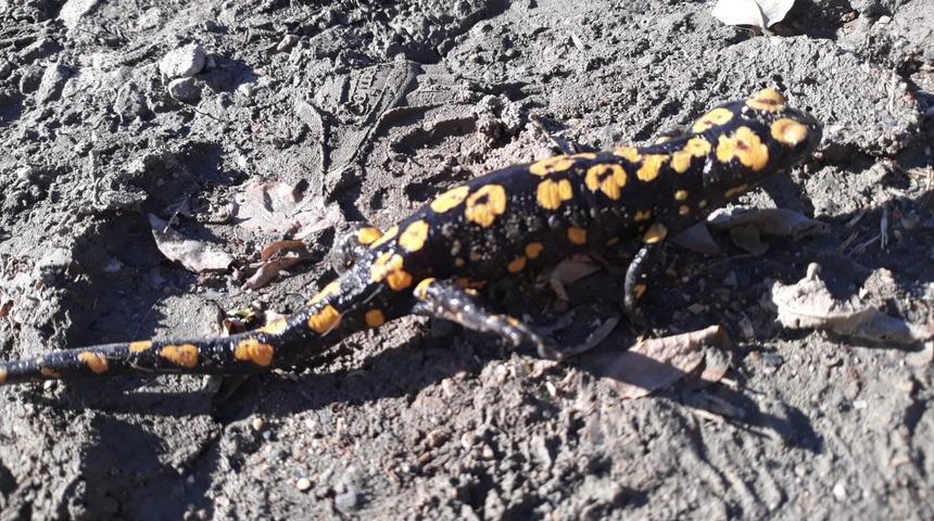 Nesli tükenme tehlikesi altında! Diyarbakır'da görüldü