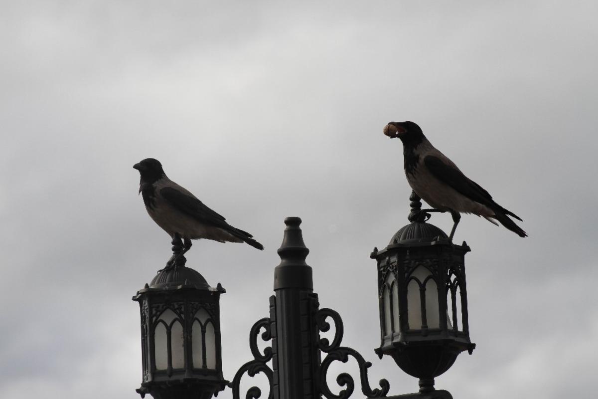 Karganın cevizle imtihanı ilgin&ccedil; g&ouml;r&uuml;nt&uuml;ler oluşturdu