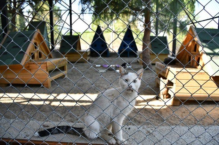 İnegöl Belediyesi 7 bin 700 can dostuna şifa oldu G4