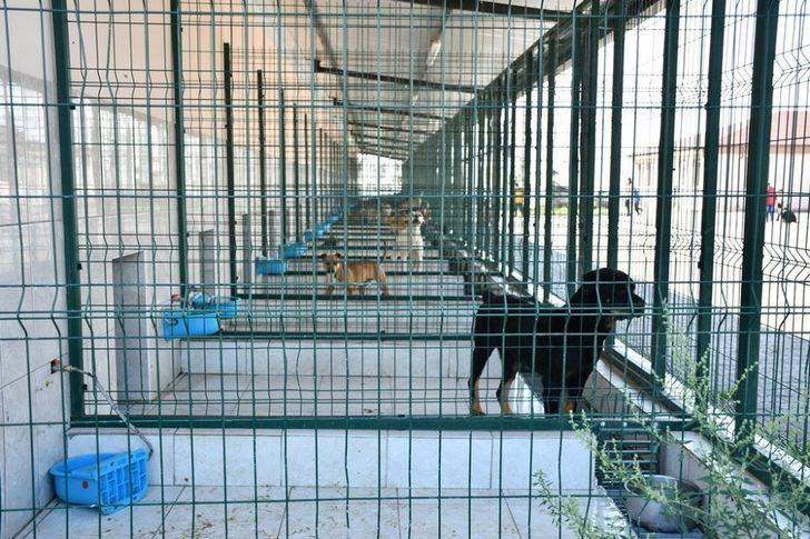 İnegöl Belediyesi 7 bin 700 can dostuna şifa oldu G5