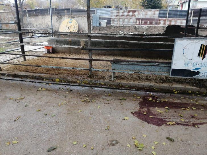 Elazığ’da kurt, 2 koyunu telef etti G2