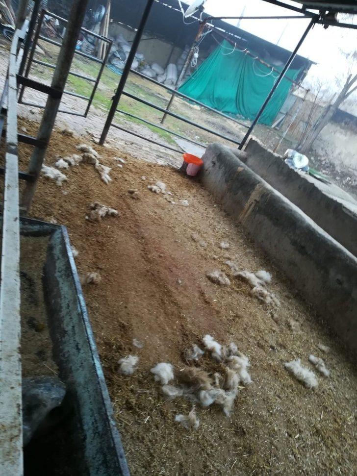 Elazığ’da kurt, 2 koyunu telef etti G3