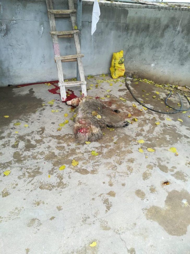 Elazığ’da kurt, 2 koyunu telef etti G4