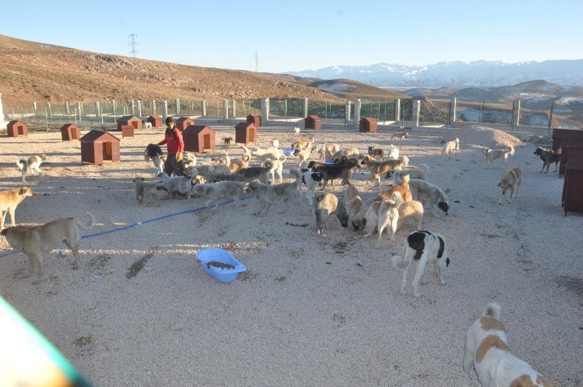 Sokak hayvanları yeni evlerine yerleştiriliyor