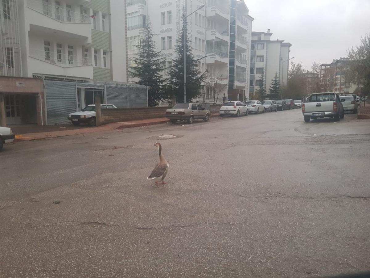 Boş sokakta kaz gezintiye &ccedil;ıktı