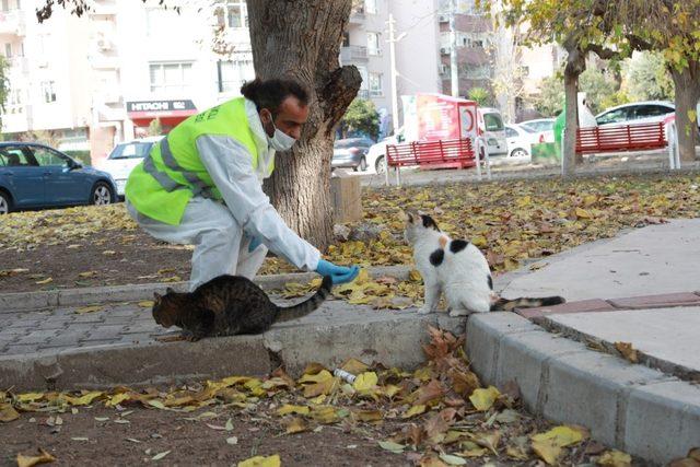 Bayraklı Belediyesi sokağa çıkma kısıtlamasında sokak hayvanlarını unutmadı