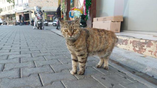 Marmaris'te satanist paniği! Kedi sayısı hızla azaldı