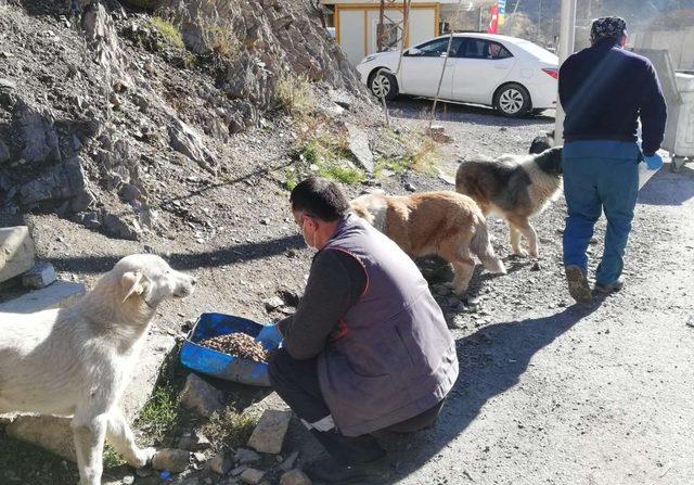 Hakkari’de sokağa çıkma kısıtlamasında can dostlar unutulmadı