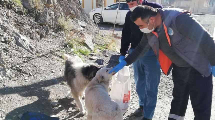 Hakkari&rsquo;de sokağa &ccedil;ıkma kısıtlamasında can dostlar unutulmadı