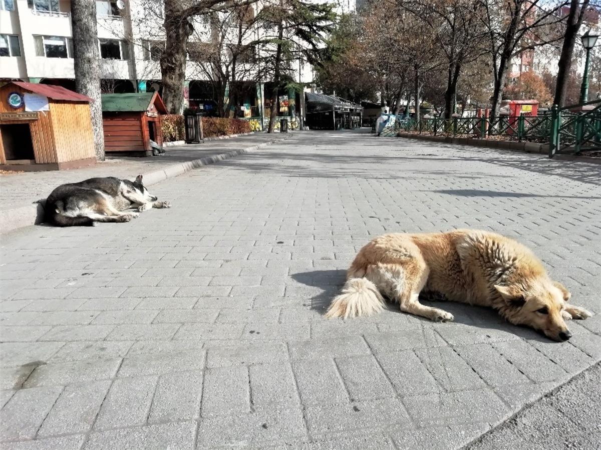 Sessiz sokaklarda uyku keyfi