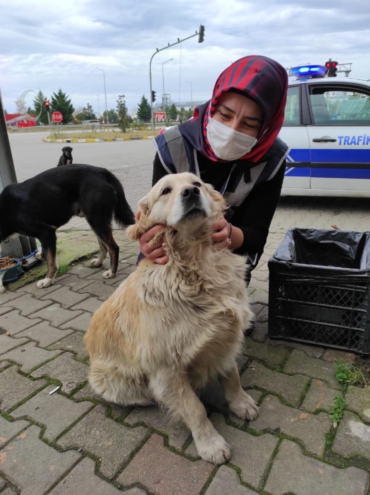 Giresun&rsquo;da sokak hayvanları sahipsiz kalmadı