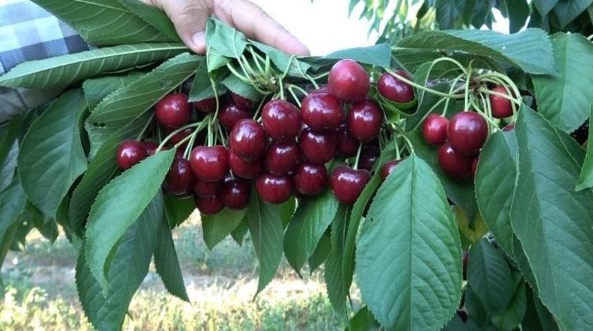 D&uuml;nyaca &uuml;nl&uuml; Uluborlu kirazına coğrafi işaret tescili