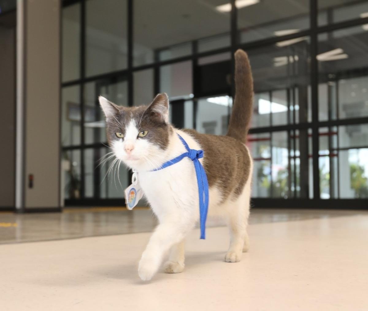 Sevimli kedi belediyenin maskotu oldu