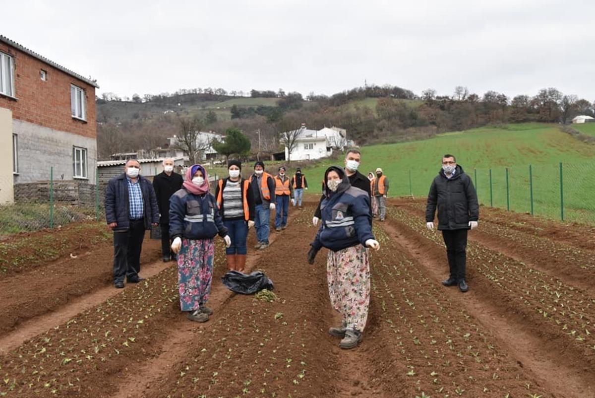 &Ccedil;an Belediyesi salep fidanlarını toprakla buluşturdu