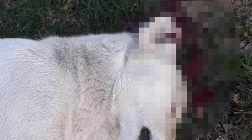 Kan donduran vahşet! Avukat sokak k&ouml;peğini vurarak &ouml;ld&uuml;rd&uuml;