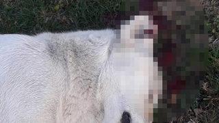 Kan donduran vahşet! Avukat sokak köpeğini vurarak öldürdü