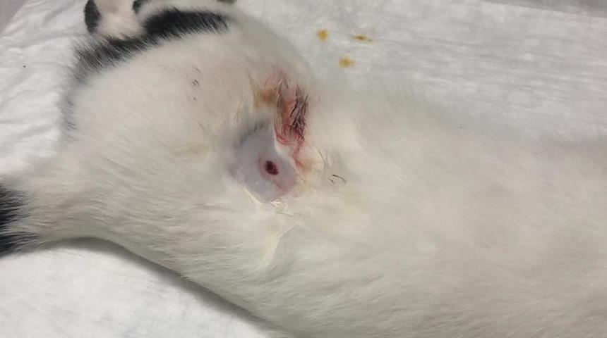 Pompalı t&uuml;fekle vurulan kedi tedaviye alındı