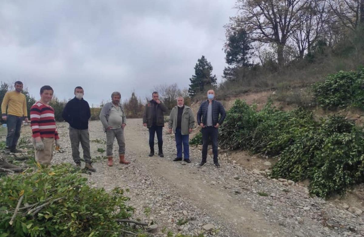 T&uuml;rkeli&rsquo;de toplanan defne yaprağı ek gelir sağlıyor