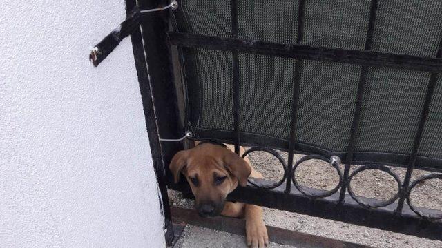 Kafası demir kapıya sıkışan köpeği itfaiye ekipleri kurtardı