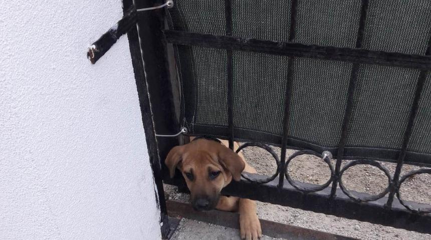 Kafası demir kapıya sıkışan k&ouml;peği itfaiye ekipleri kurtardı