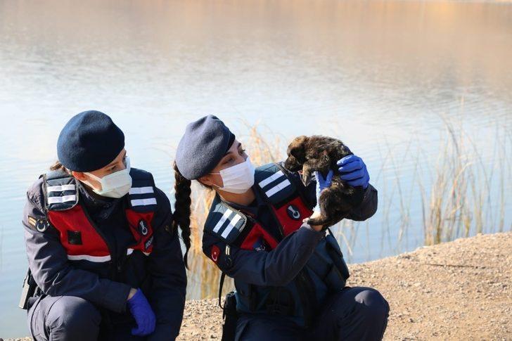 Kırıkkale’de jandarma sokak hayvanlarını unutmadı G1