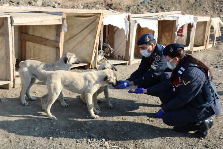 Kırıkkale’de jandarma sokak hayvanlarını unutmadı G2
