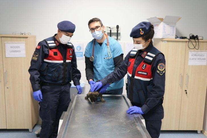 Kırıkkale’de jandarma sokak hayvanlarını unutmadı G3