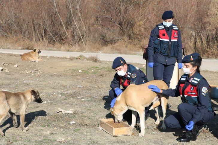 Kırıkkale’de jandarma sokak hayvanlarını unutmadı G4