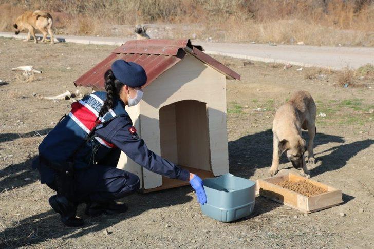 Kırıkkale’de jandarma sokak hayvanlarını unutmadı G5