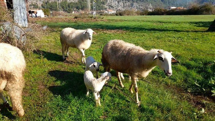 Marmaris’te çobanlara kurt ve domuz korkusu sardı G2