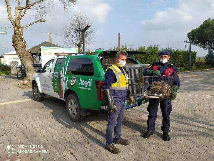 Uçamayan puhu kuşuna jandarma sahip çıktı G2