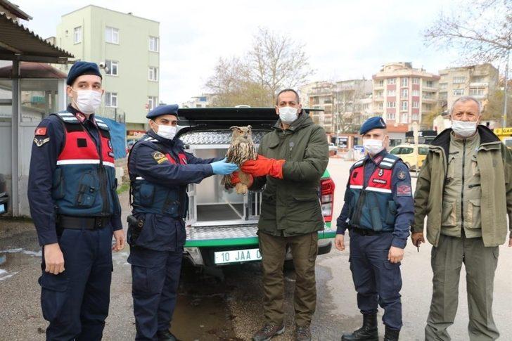 Uçamayan puhu kuşuna jandarma sahip çıktı G3