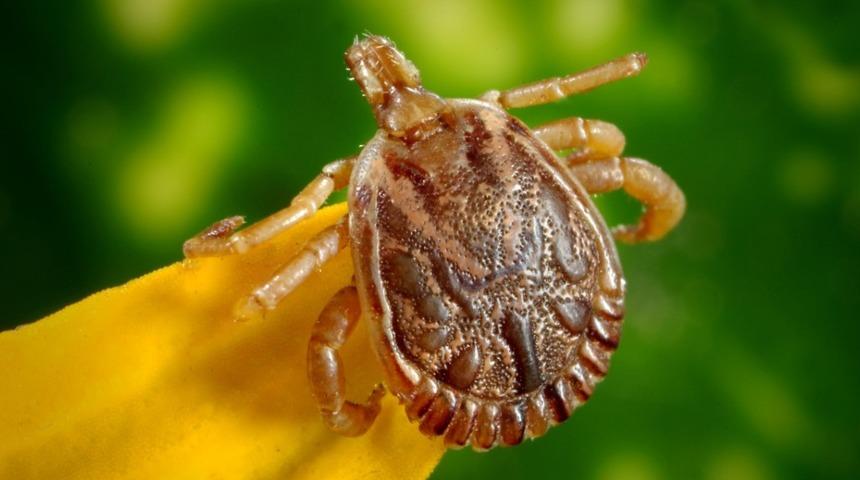 Kırım kongo kanamalı ateşi hastalığının merak edilenleri