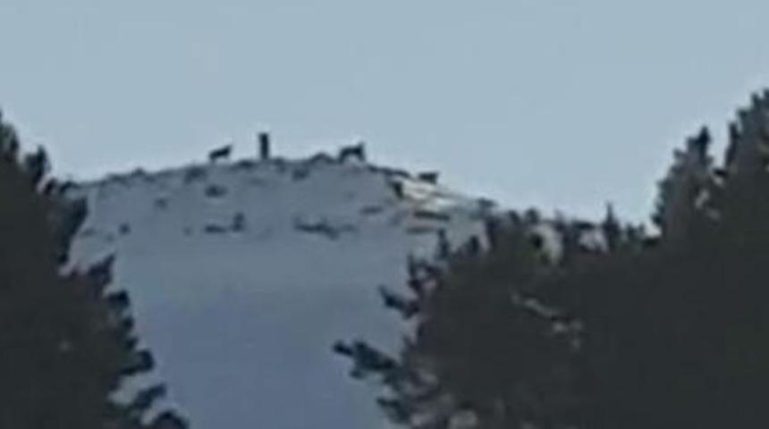 Yer: Ardahan! Antrenman yapan kayak sporcuları, kurt sürüsünü görüntüledi