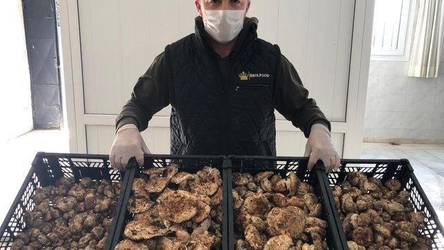 Türkiye'de kiloyla satılan katran mantarını Japonlar taneyle alıyor