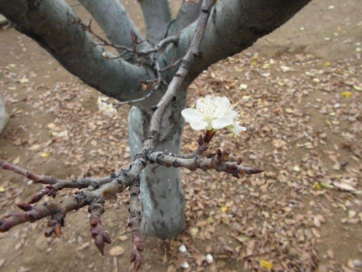Erik ağacı, Aralık ayında çiçek açtı G1