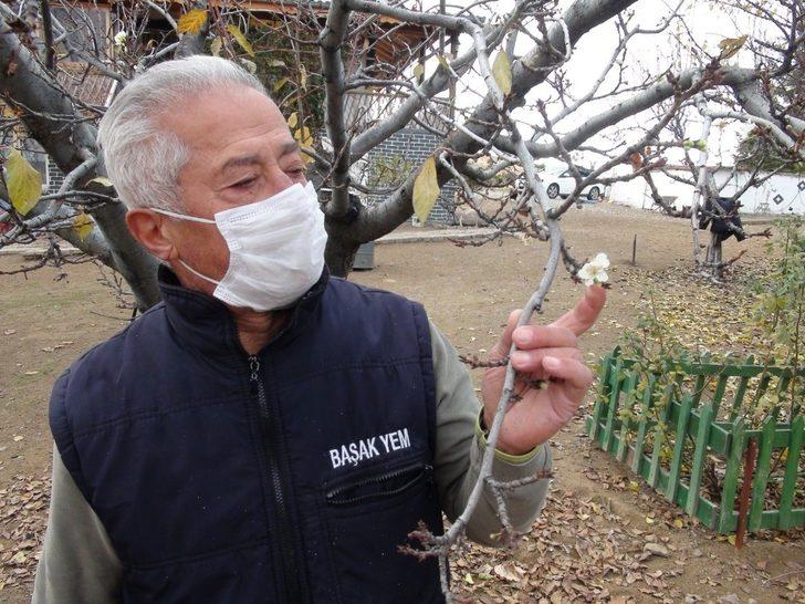 Erik ağacı, Aralık ayında çiçek açtı G2