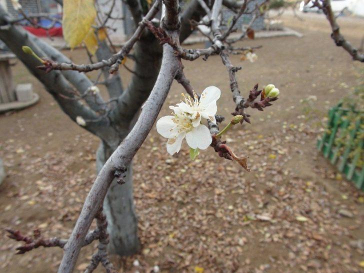 Erik ağacı, Aralık ayında çiçek açtı G3