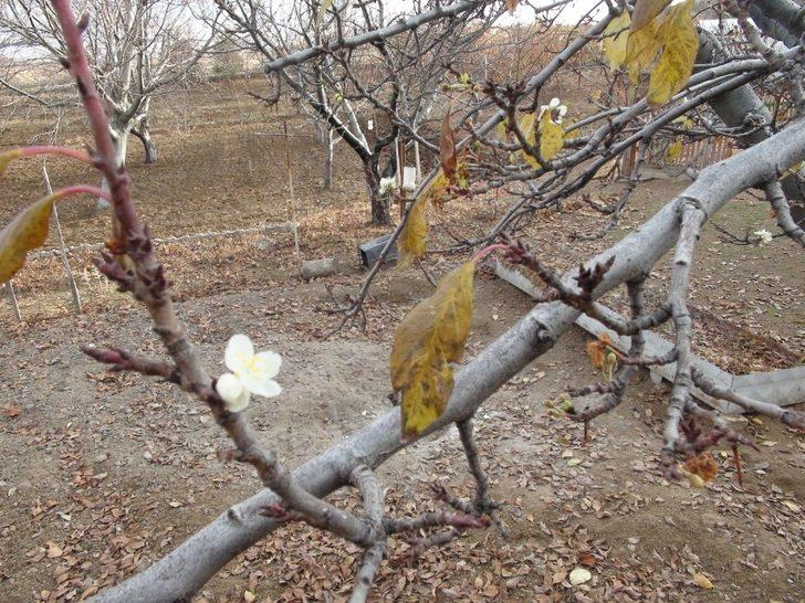 Erik ağacı, Aralık ayında çiçek açtı G4