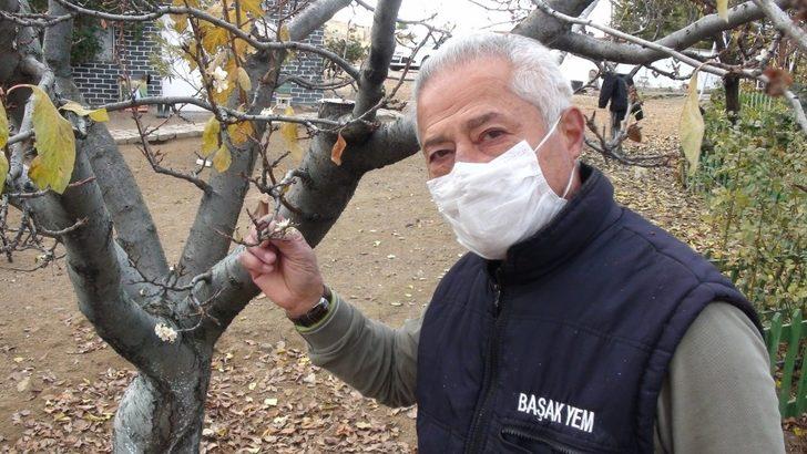 Erik ağacı, Aralık ayında çiçek açtı G5