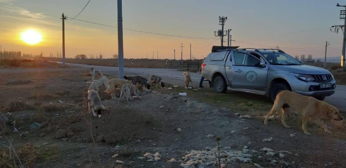 Hafta sonu yasağında sokak hayvanları unutulmadı