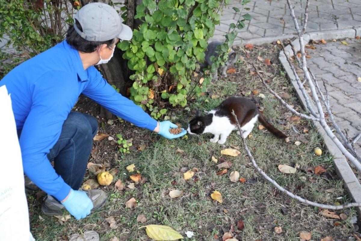 Marmaris Belediyesi sokak hayvanlarını unutmadı