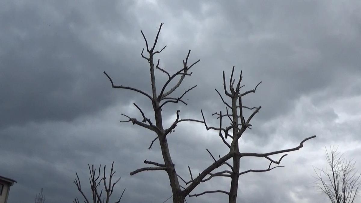 Ağa&ccedil;larda budama işlemi devam ediyor