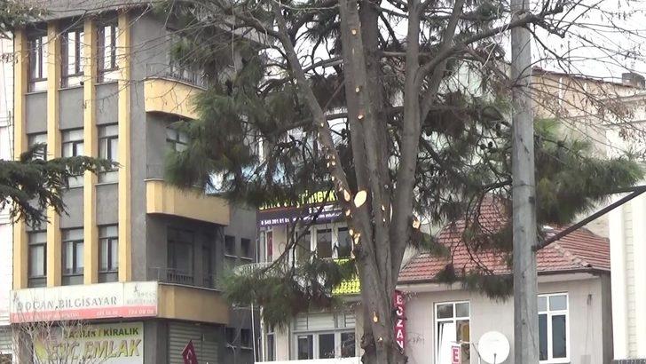 Ağaçlarda budama işlemi devam ediyor G4